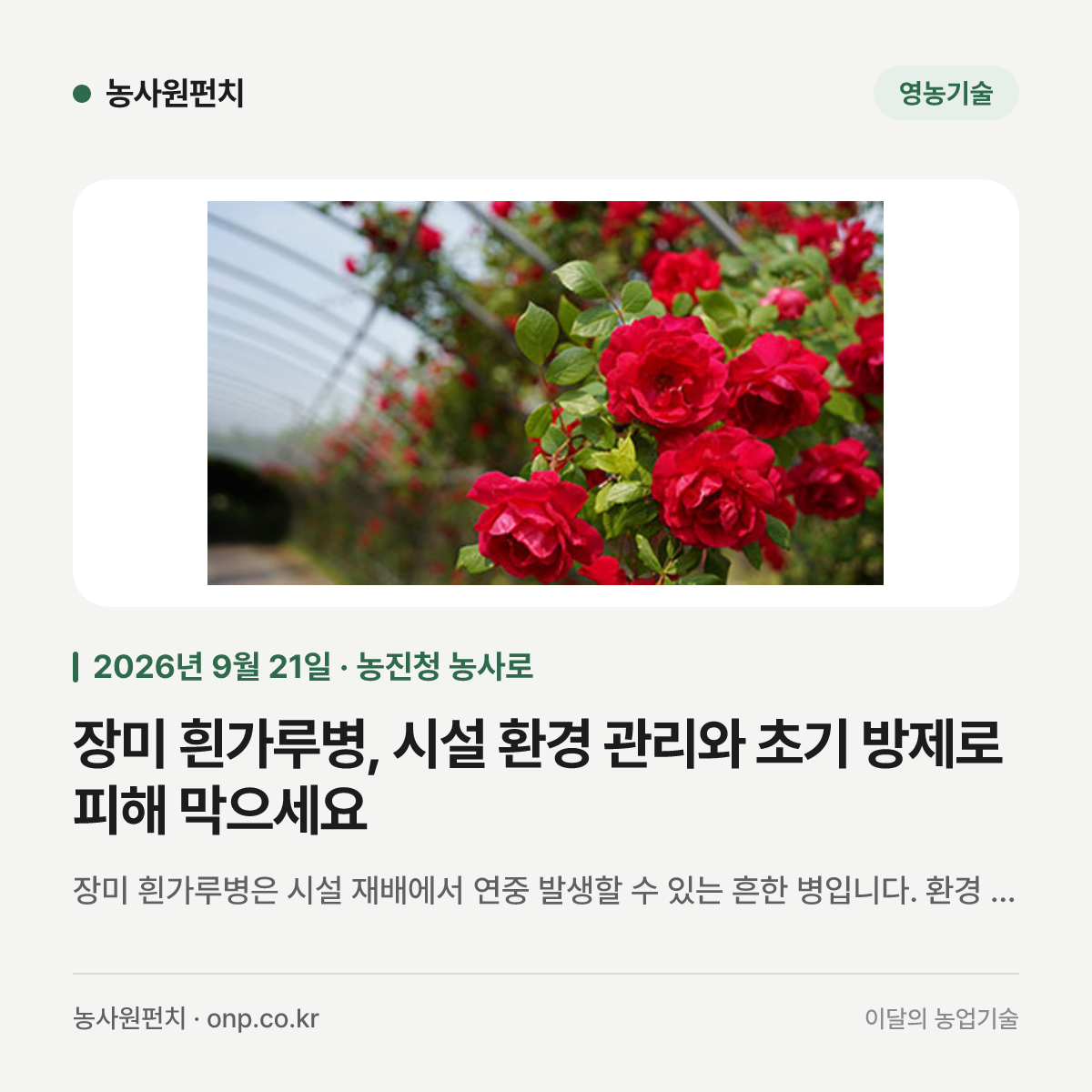 장미 흰가루병, 시설 환경 관리와 초기 방제로 피해 막으세요