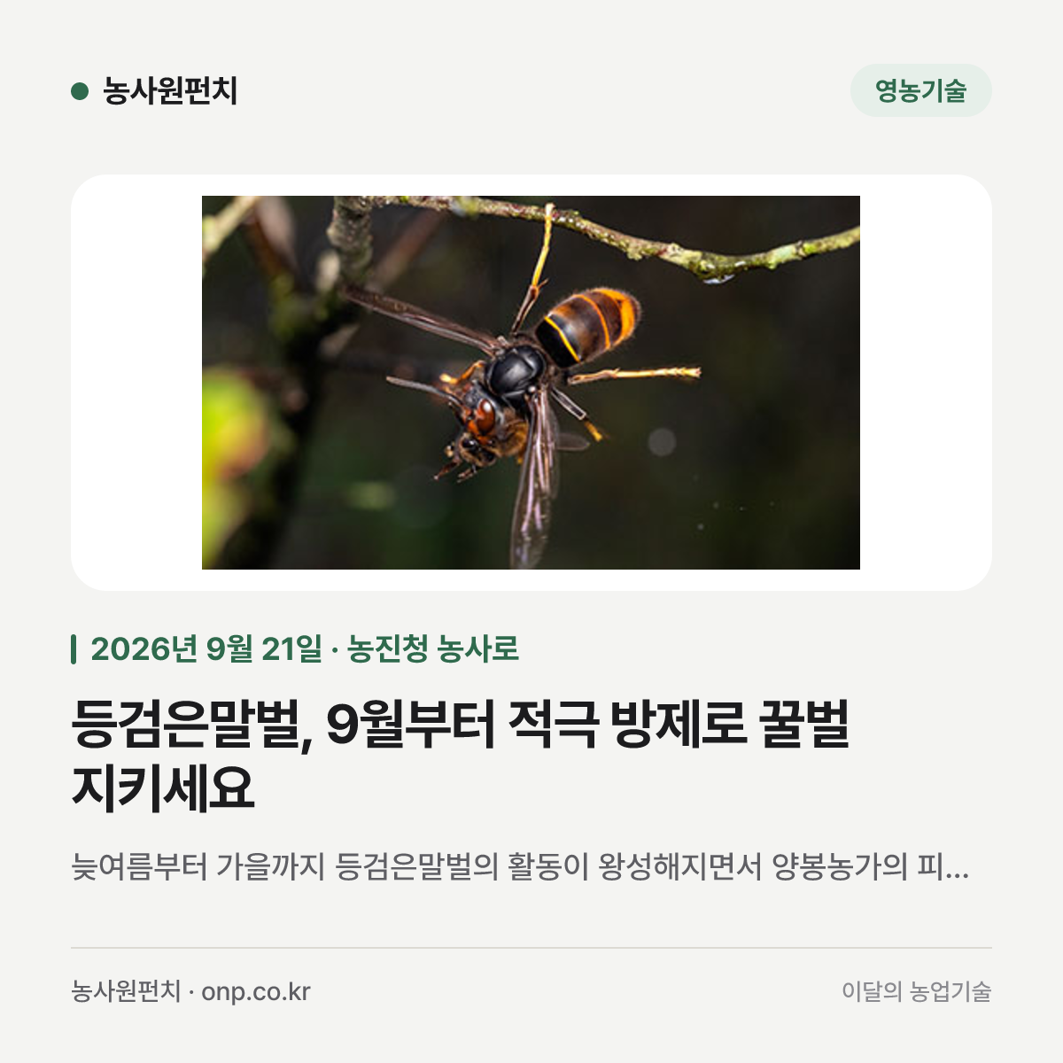 등검은말벌, 9월부터 적극 방제로 꿀벌 지키세요