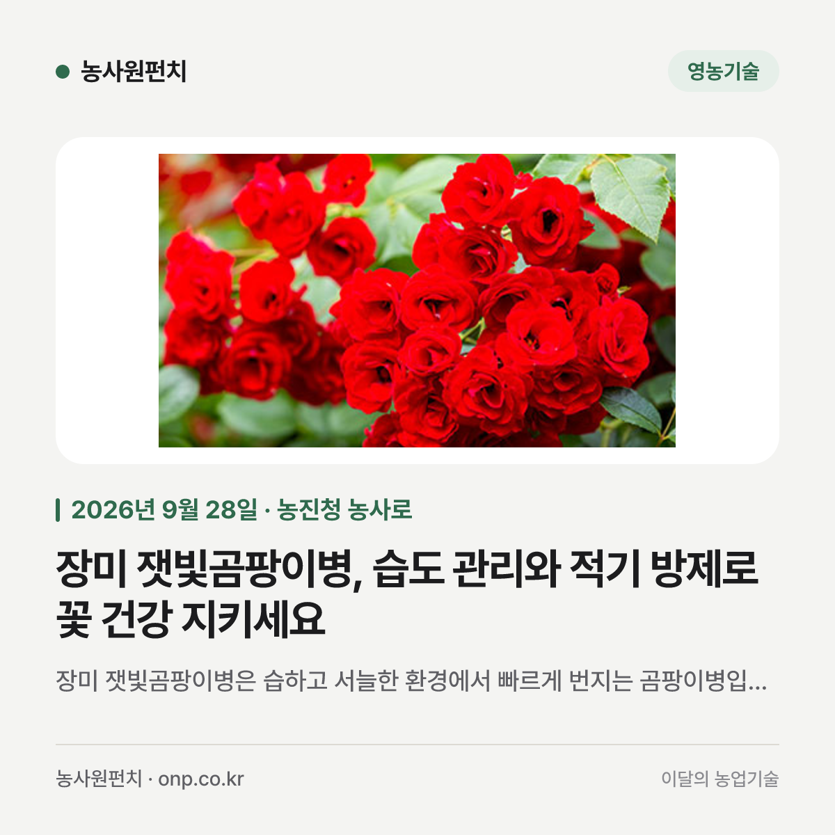 장미 잿빛곰팡이병, 습도 관리와 적기 방제로 꽃 건강 지키세요