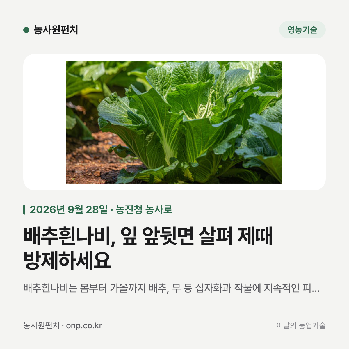 배추흰나비, 잎 앞뒷면 살펴 제때 방제하세요