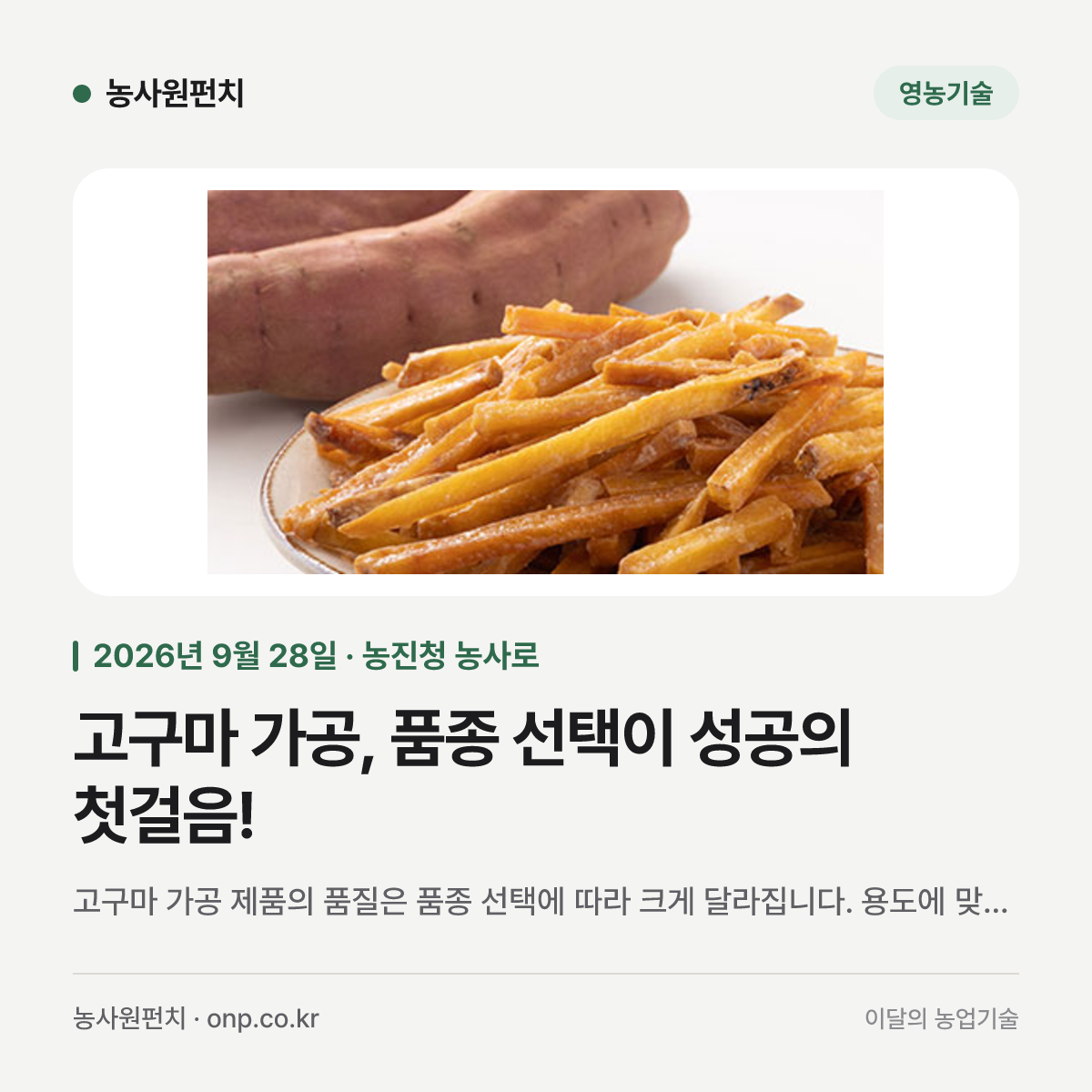 고구마 가공, 품종 선택이 성공의 첫걸음!