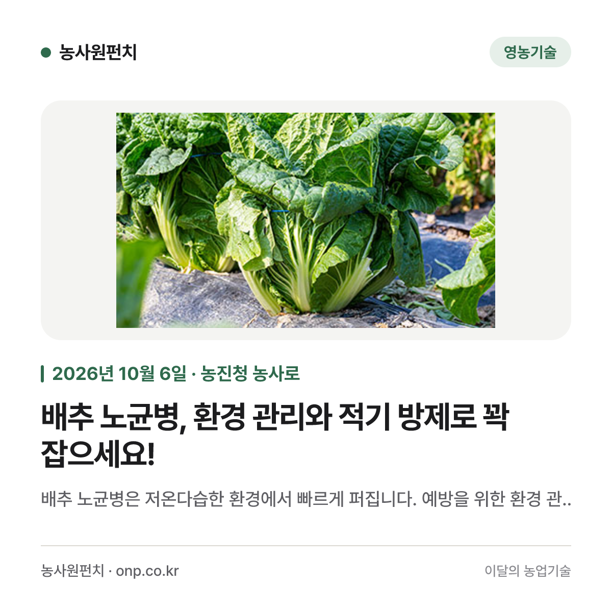 배추 노균병, 환경 관리와 적기 방제로 꽉 잡으세요!