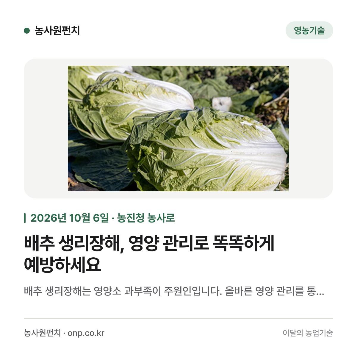 배추 생리장해, 영양 관리로 똑똑하게 예방하세요