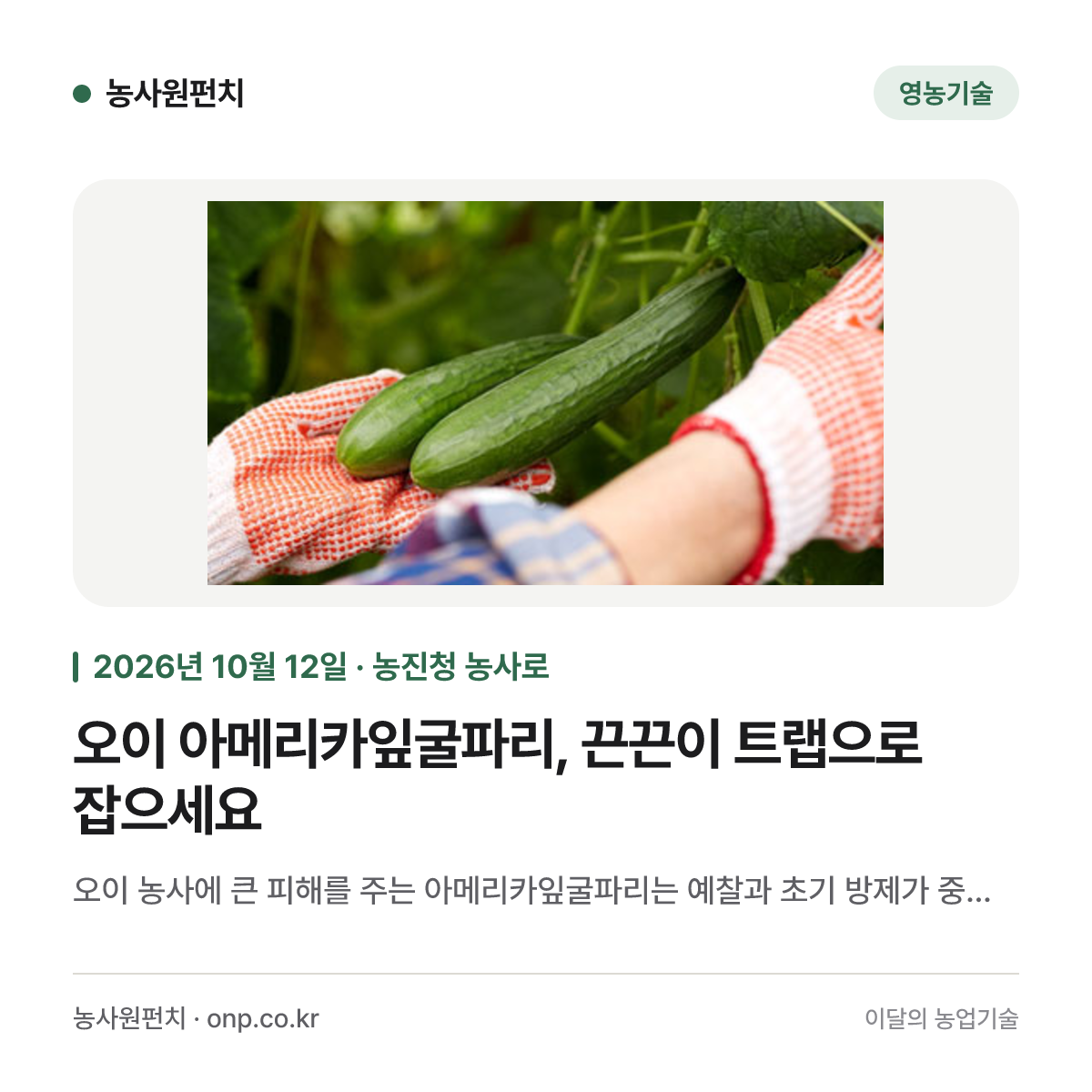 오이 아메리카잎굴파리, 끈끈이 트랩으로 잡으세요