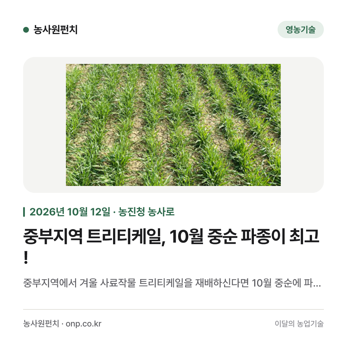 중부지역 트리티케일, 10월 중순 파종이 최고!