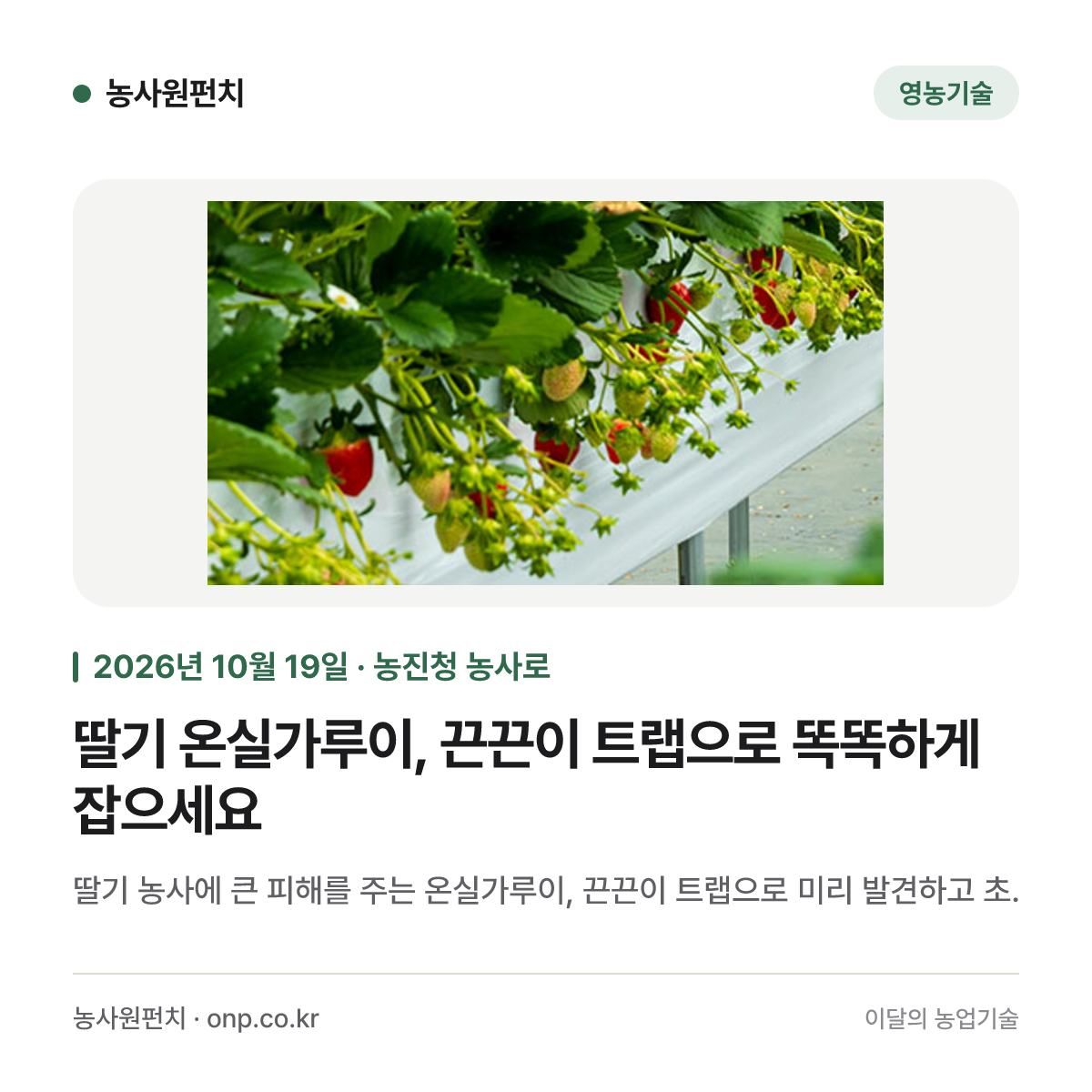 딸기 온실가루이, 끈끈이 트랩으로 똑똑하게 잡으세요