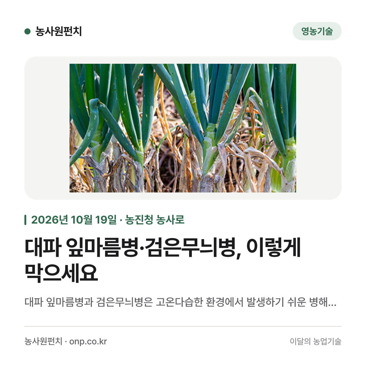 대파 잎마름병·검은무늬병, 이렇게 막으세요