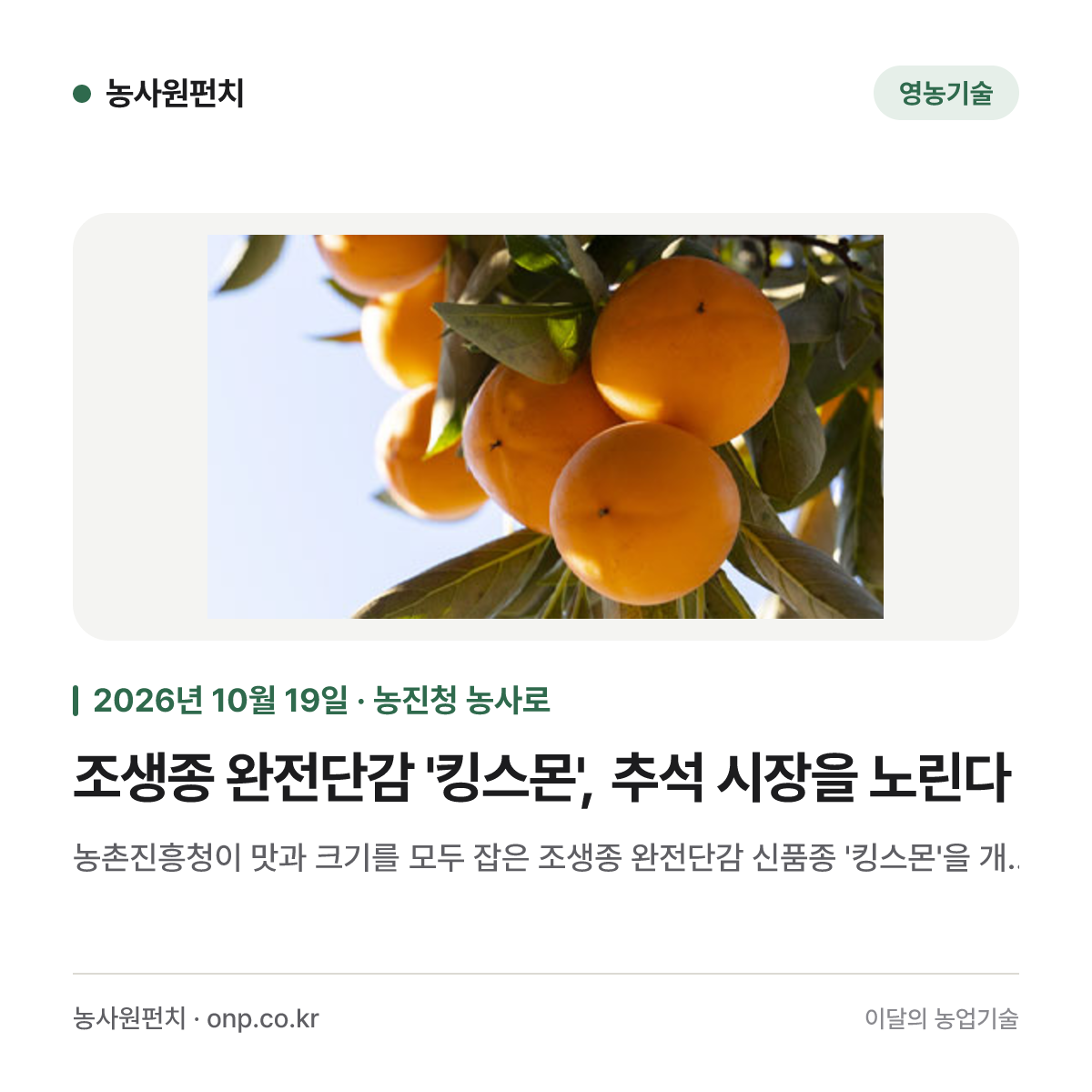 조생종 완전단감 '킹스몬', 추석 시장을 노린다