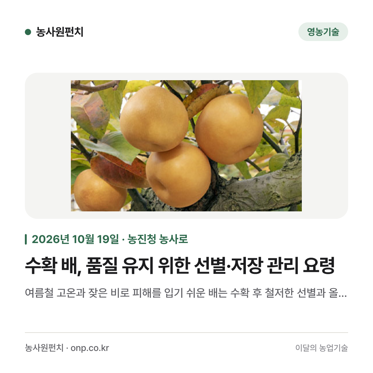 수확 배, 품질 유지 위한 선별·저장 관리 요령