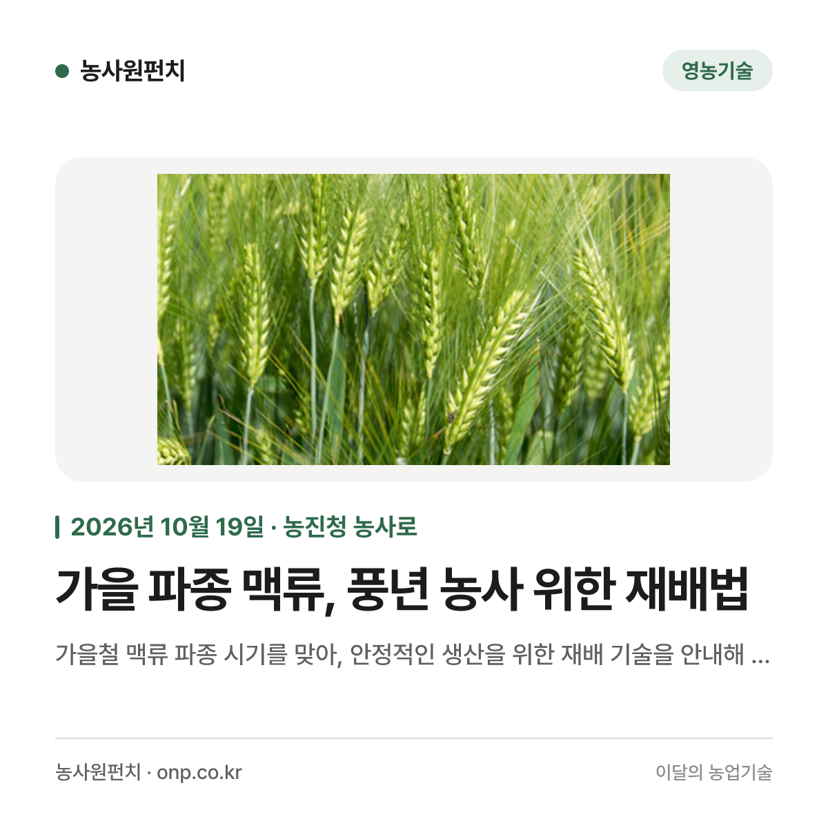가을 파종 맥류, 풍년 농사 위한 재배법