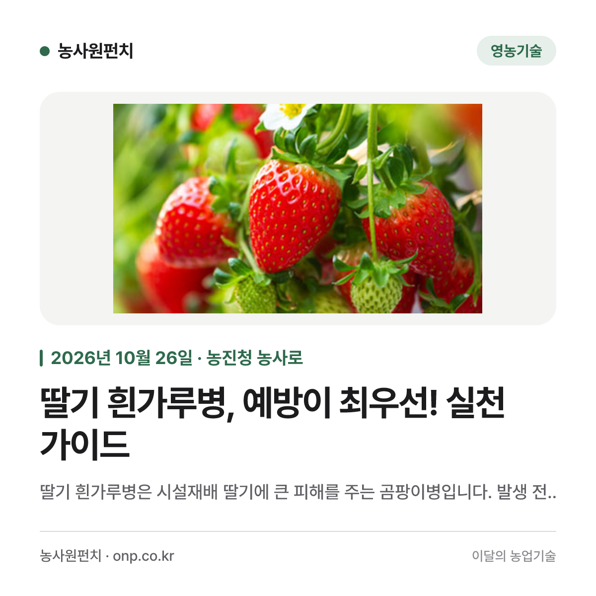 딸기 흰가루병, 예방이 최우선! 실천 가이드