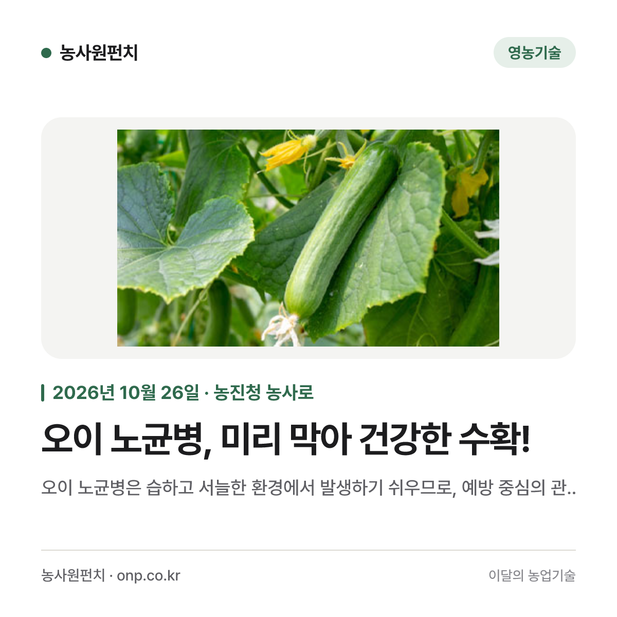 오이 노균병, 미리 막아 건강한 수확!