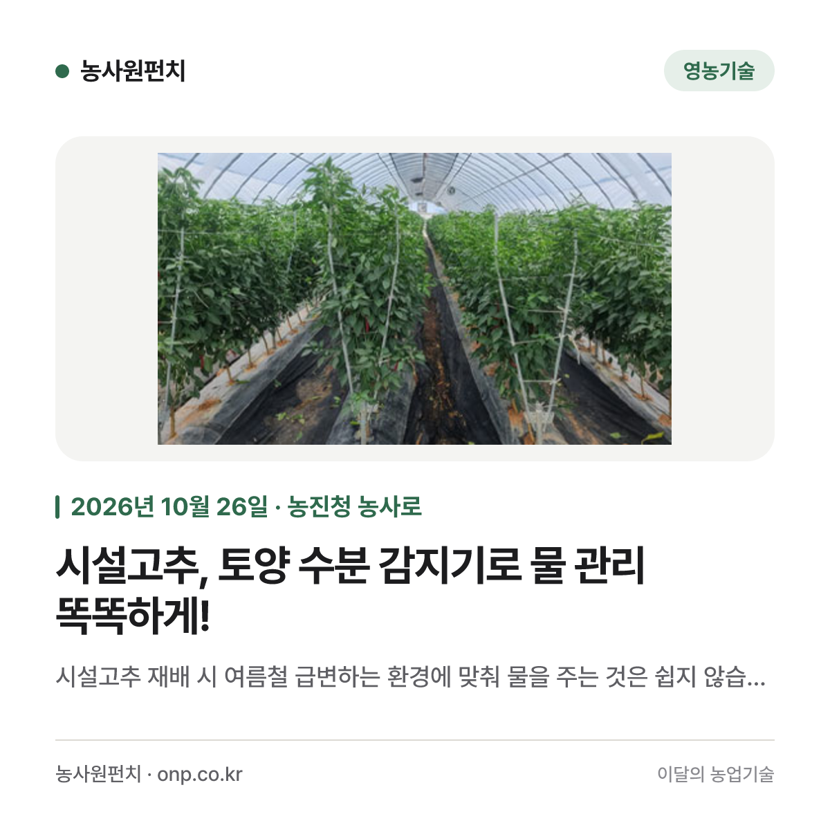 시설고추, 토양 수분 감지기로 물 관리 똑똑하게!