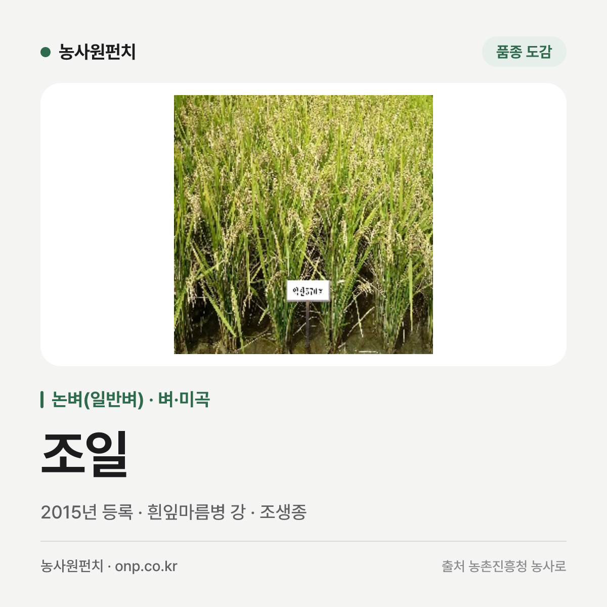 조일
