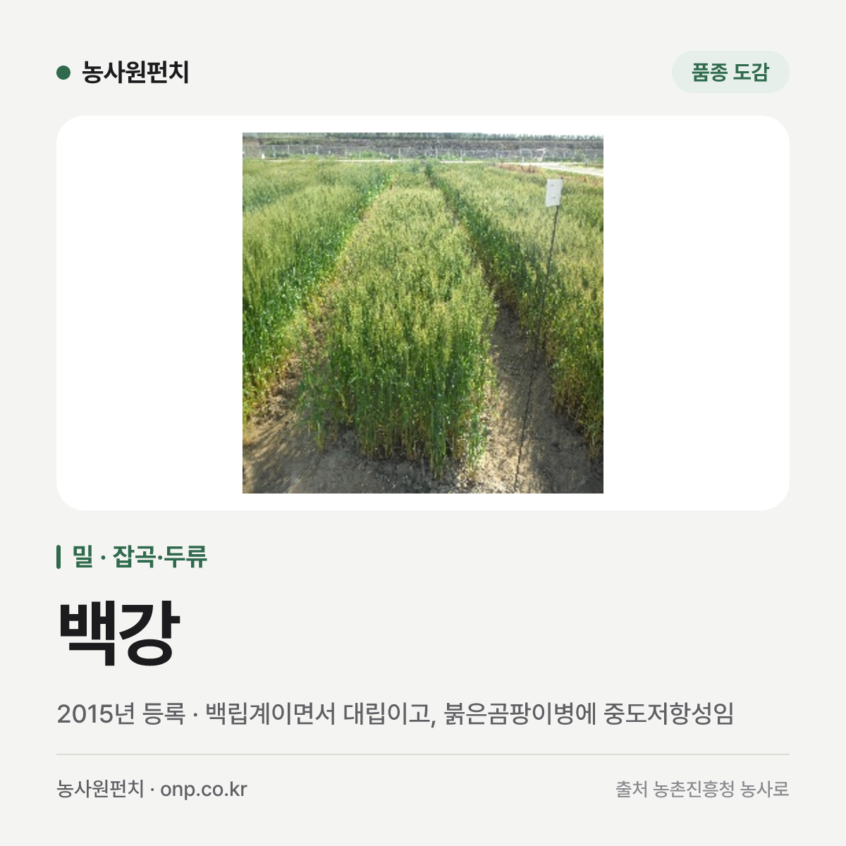백강