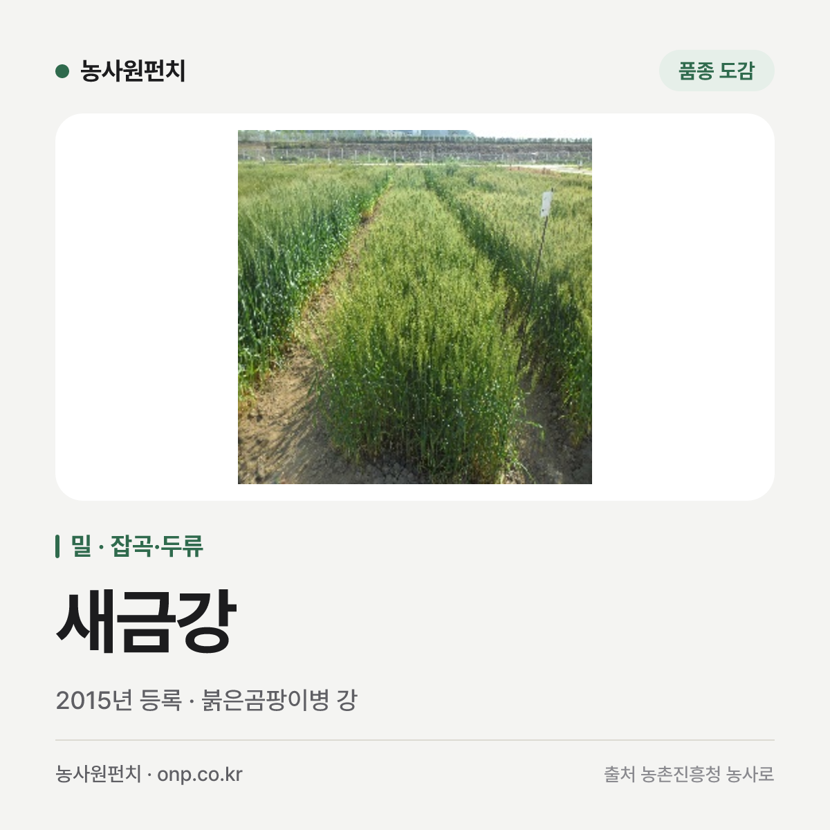 새금강