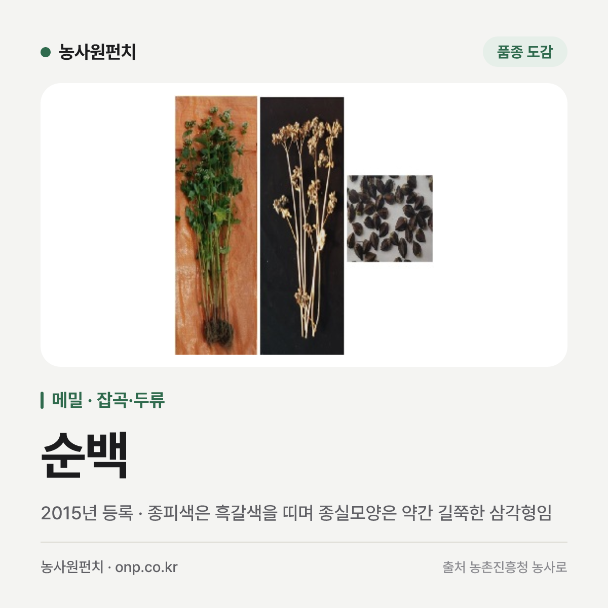 순백
