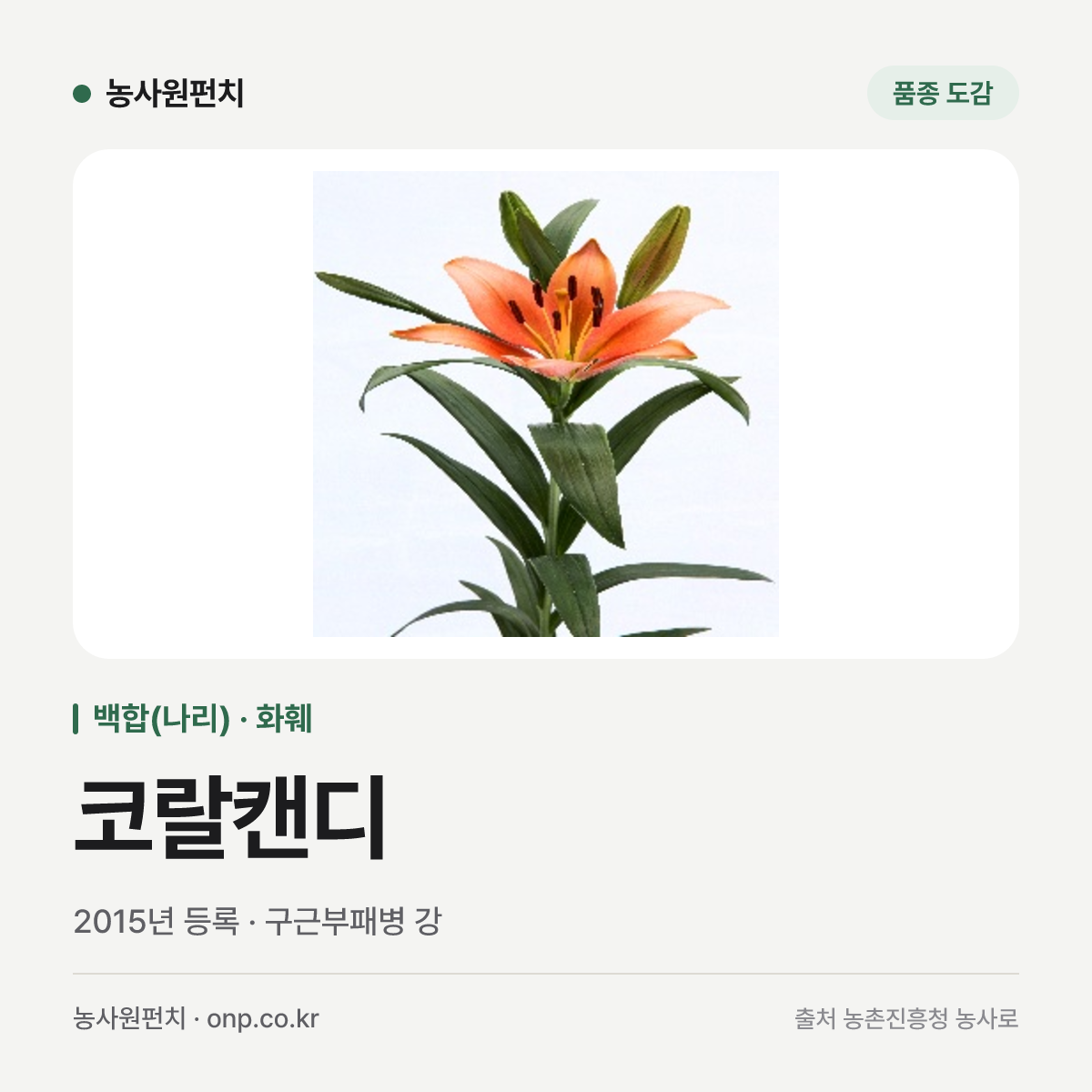 코랄캔디