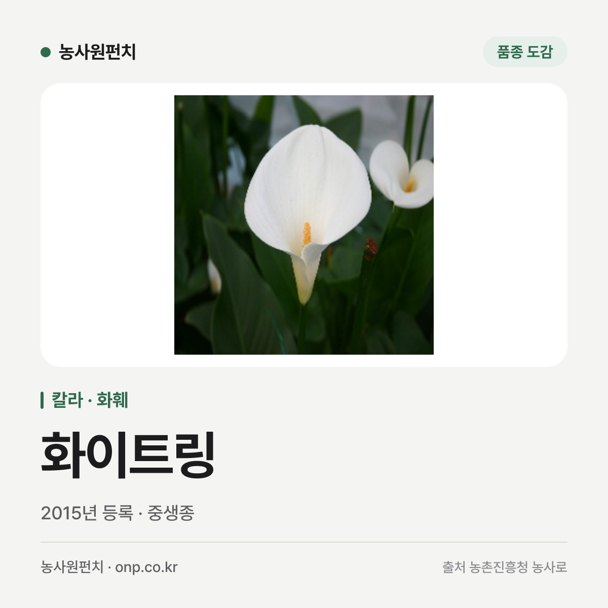화이트링