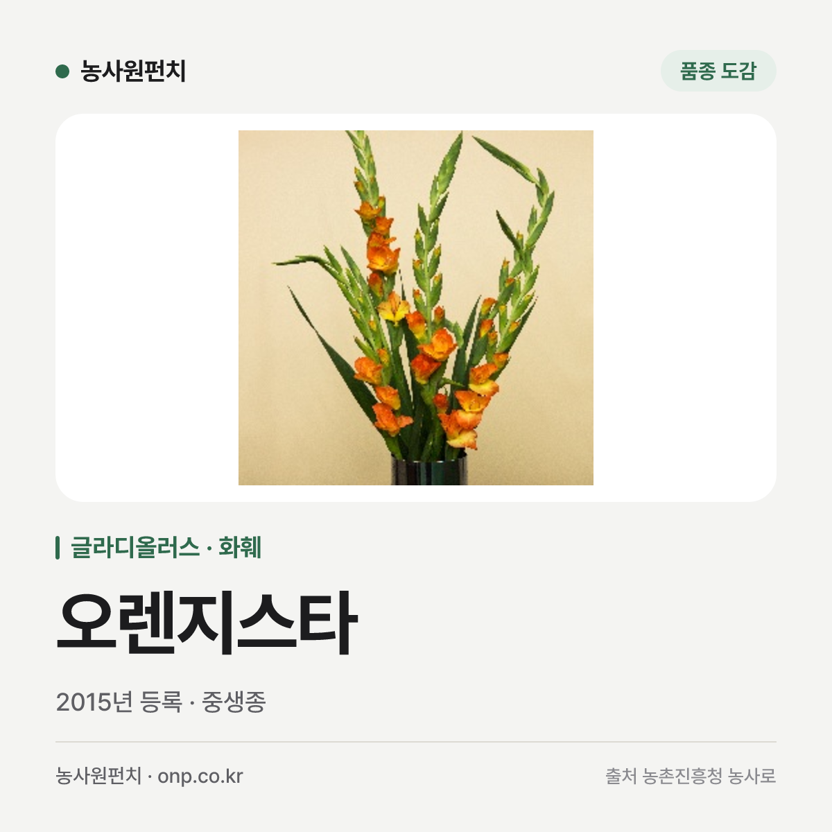 오렌지스타