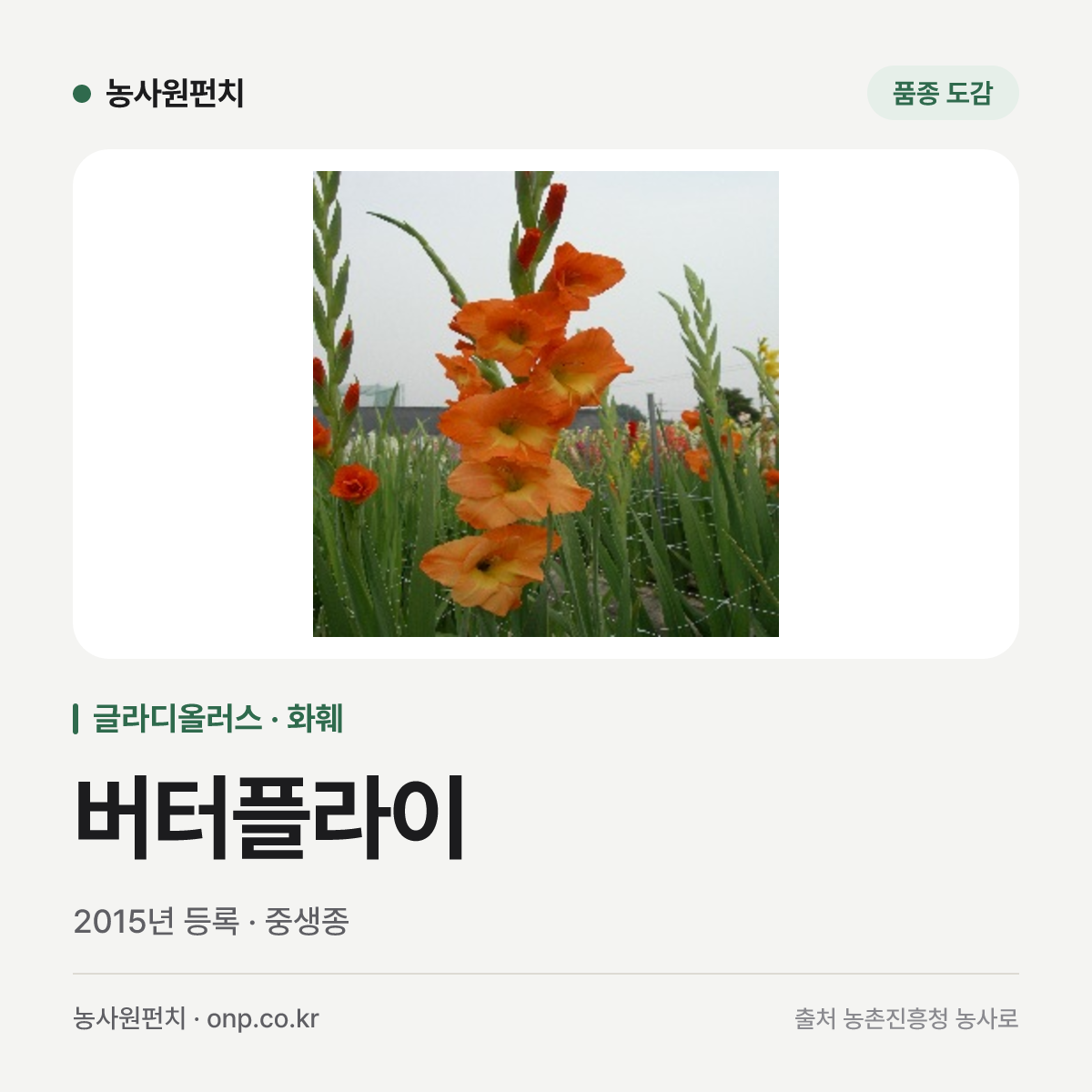 버터플라이