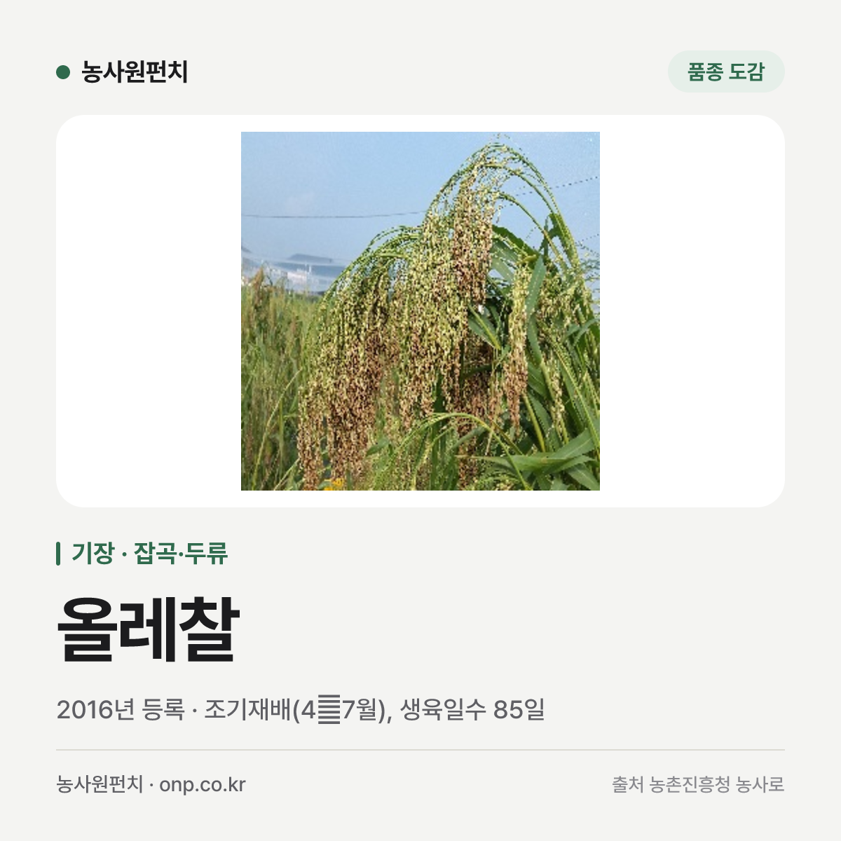 올레찰