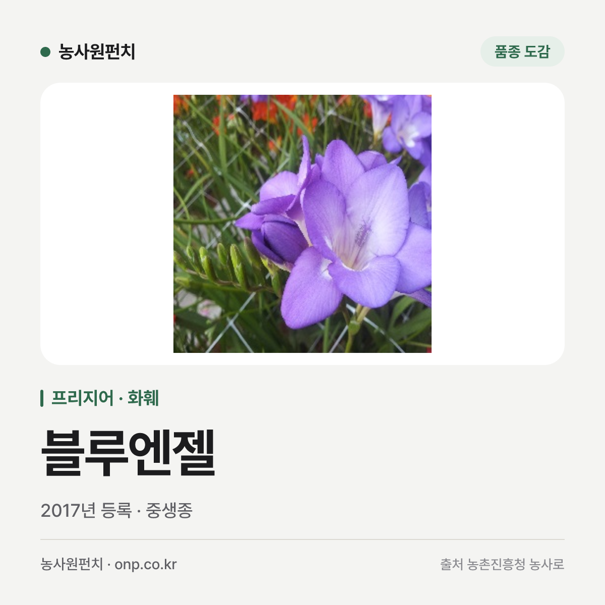 블루엔젤