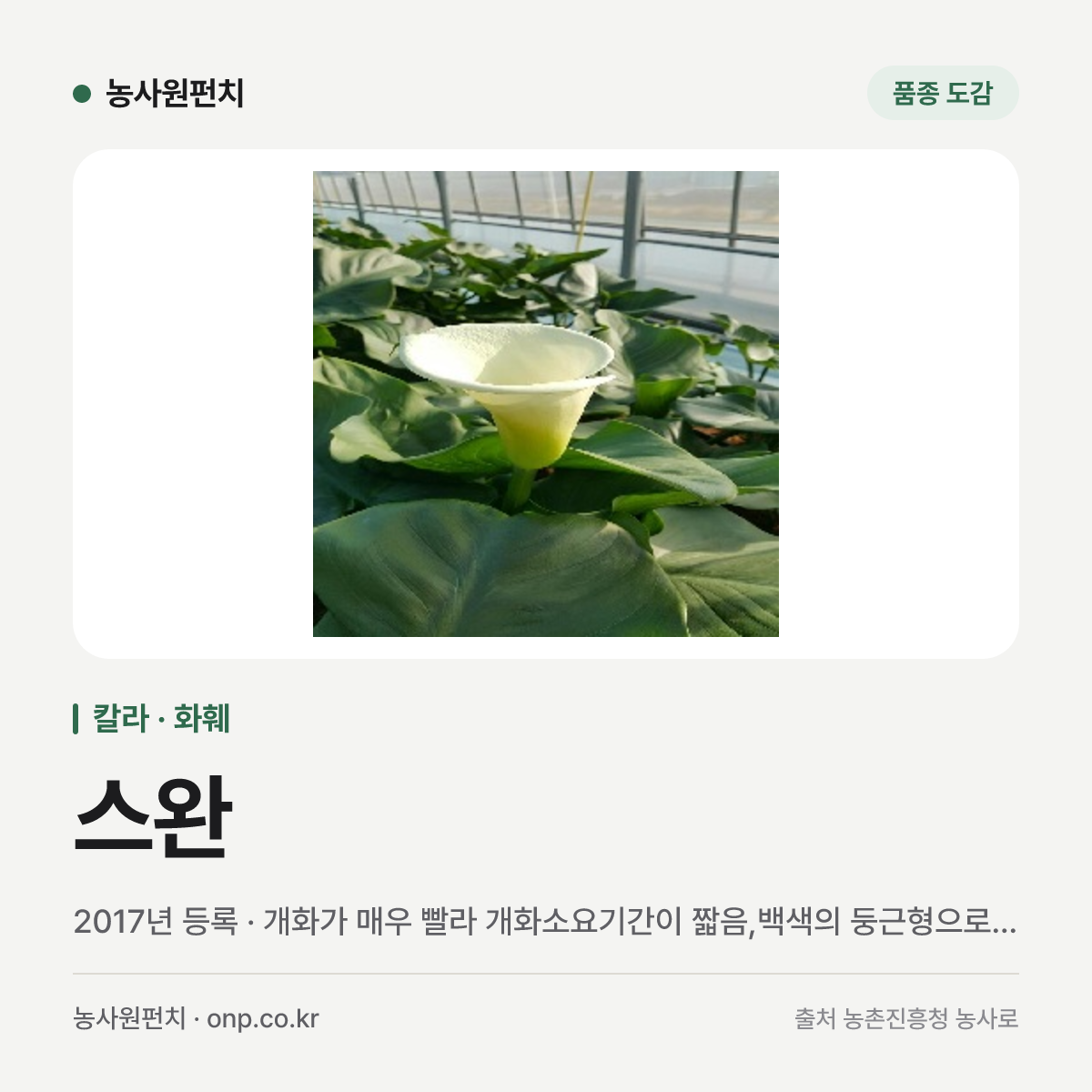 스완
