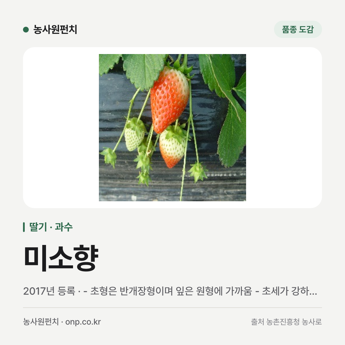 미소향