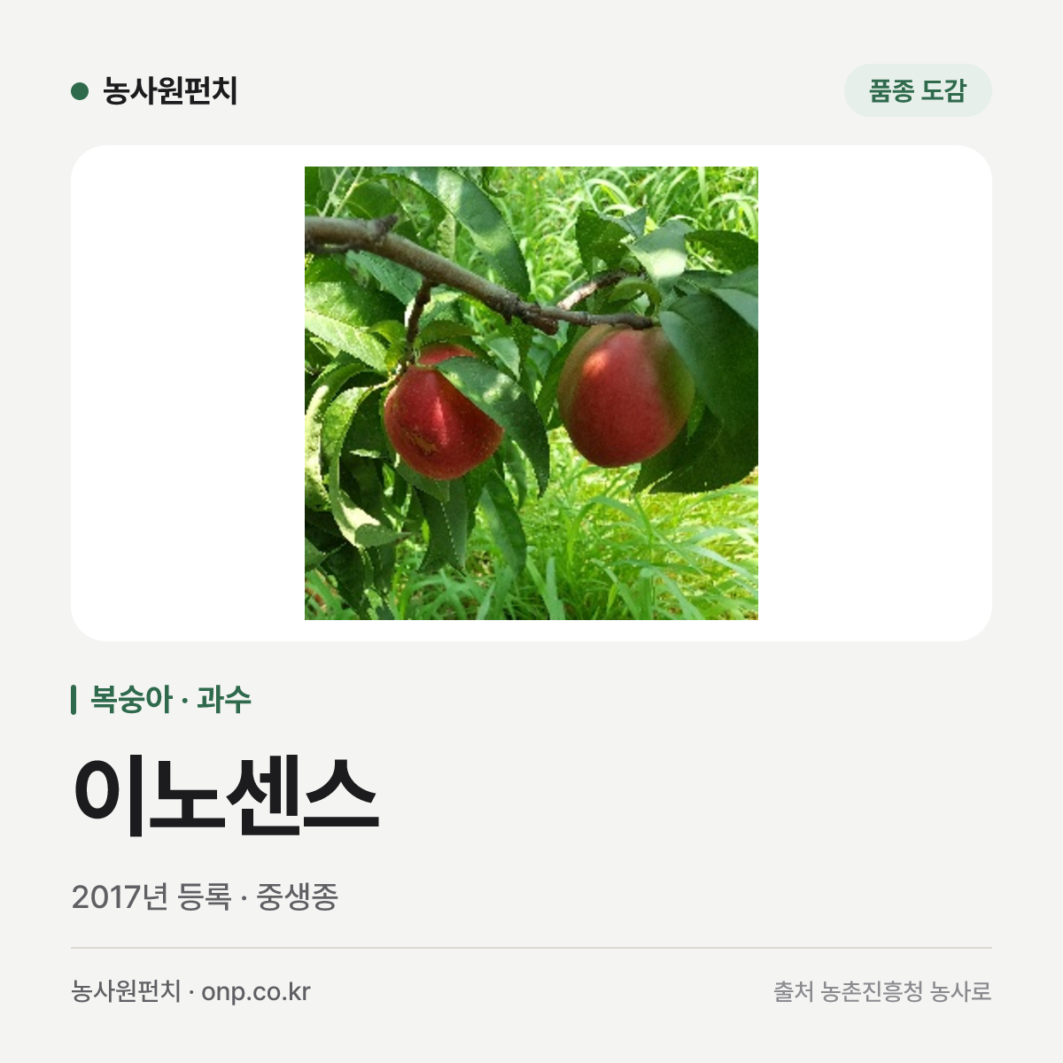 이노센스
