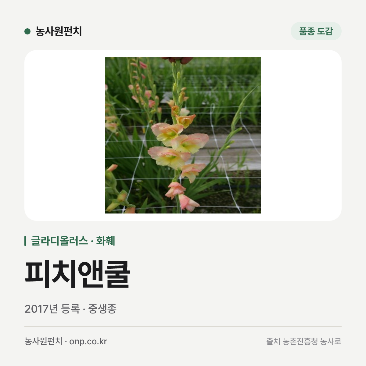 피치앤쿨