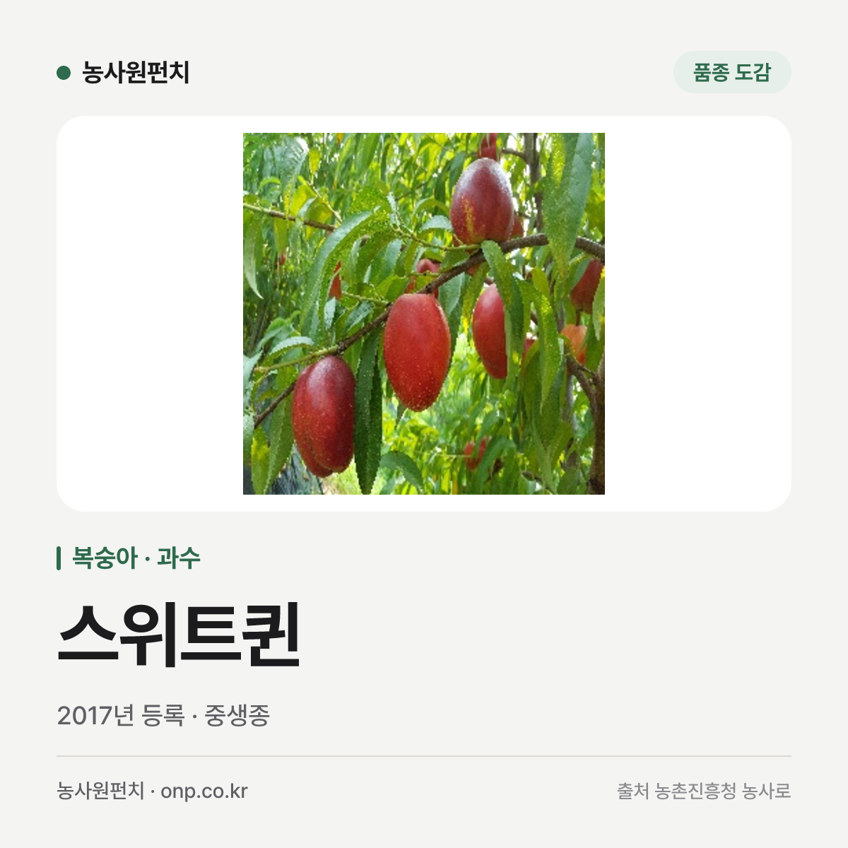 스위트퀸