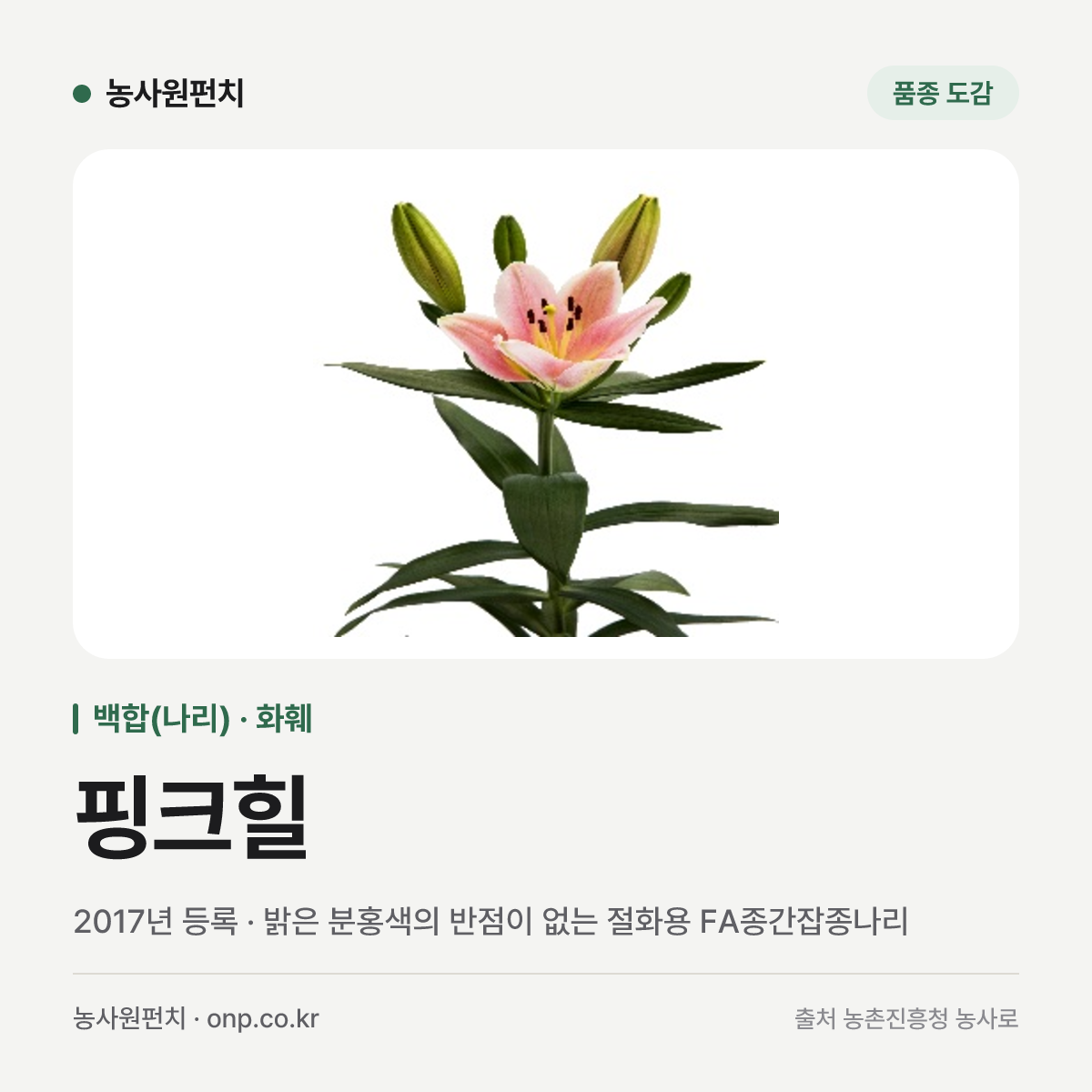 핑크힐