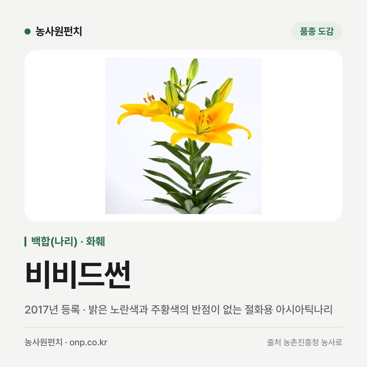 비비드썬