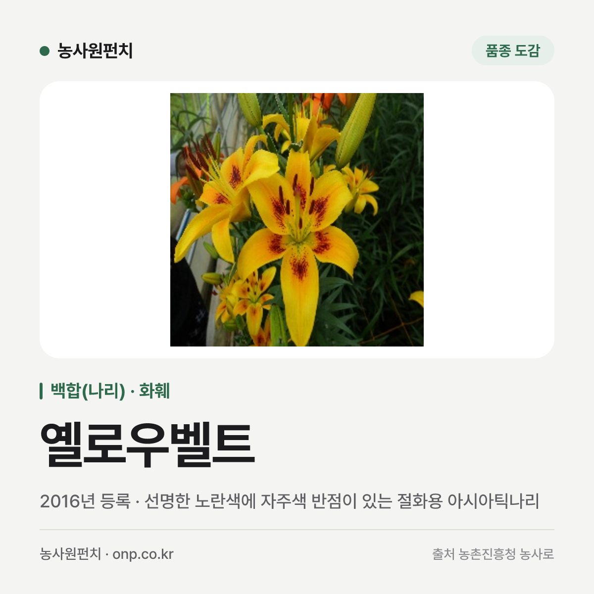 옐로우벨트