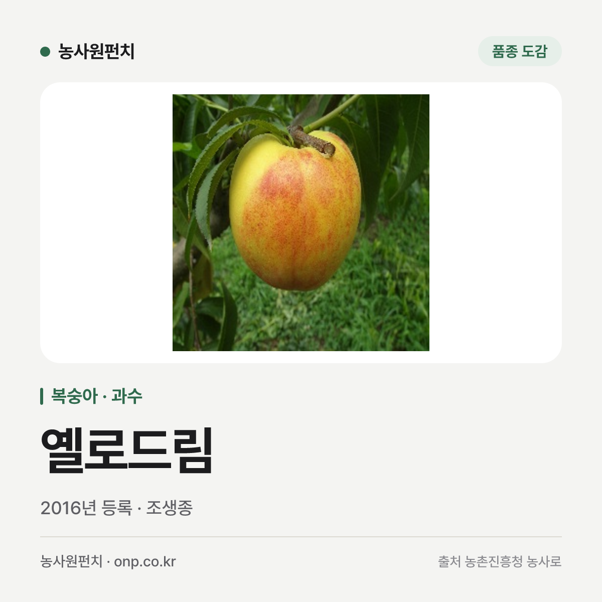 옐로드림