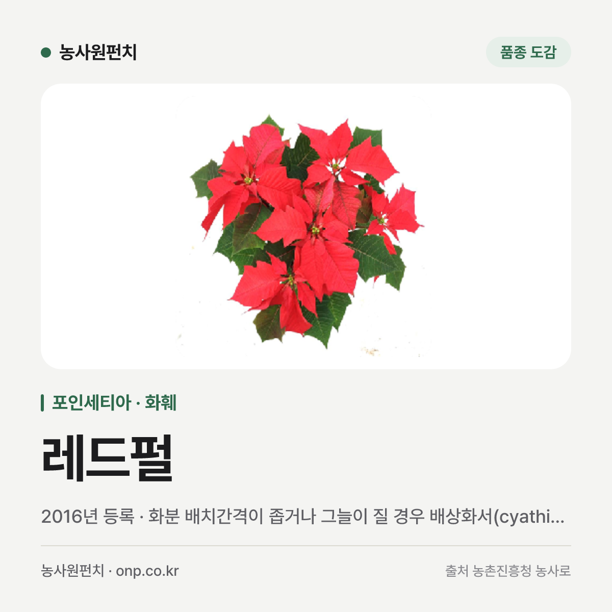 레드펄