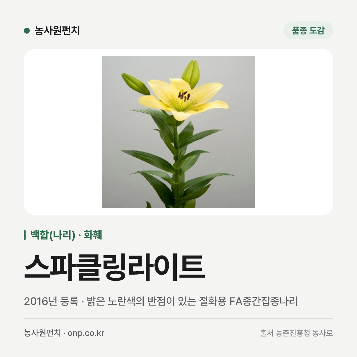 스파클링라이트
