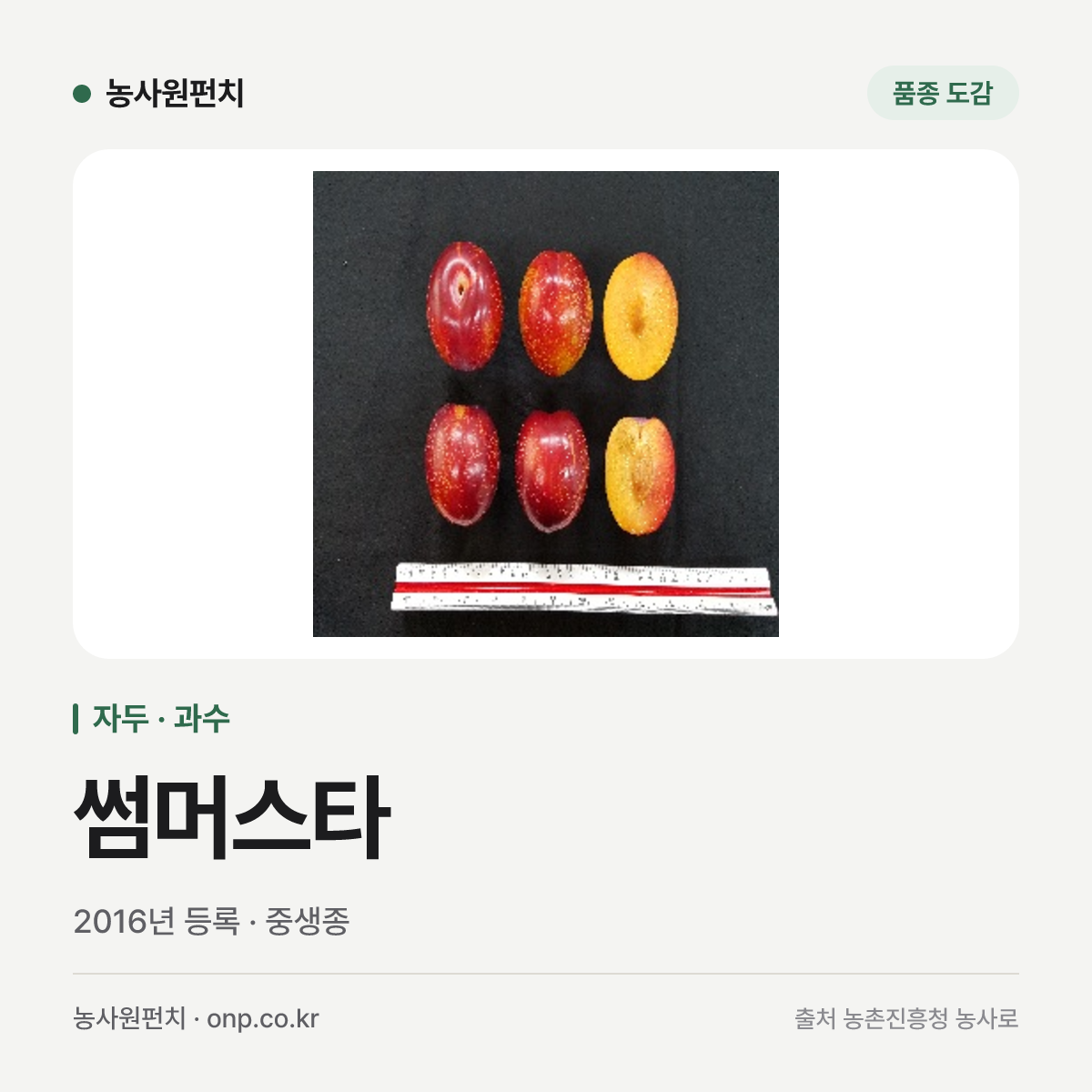 썸머스타
