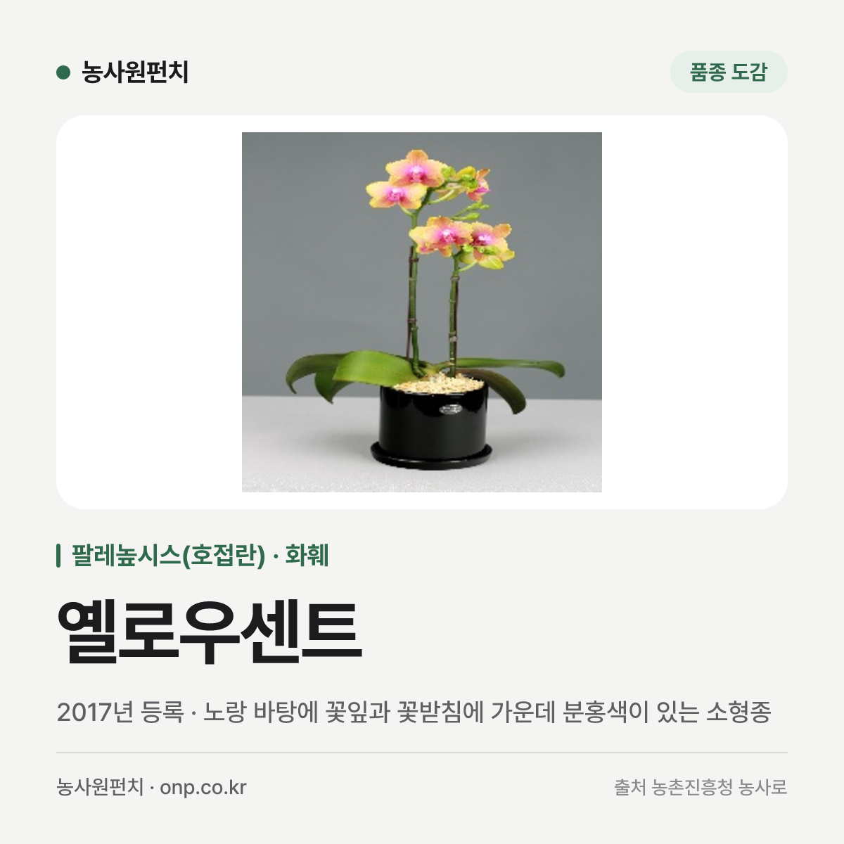 옐로우센트