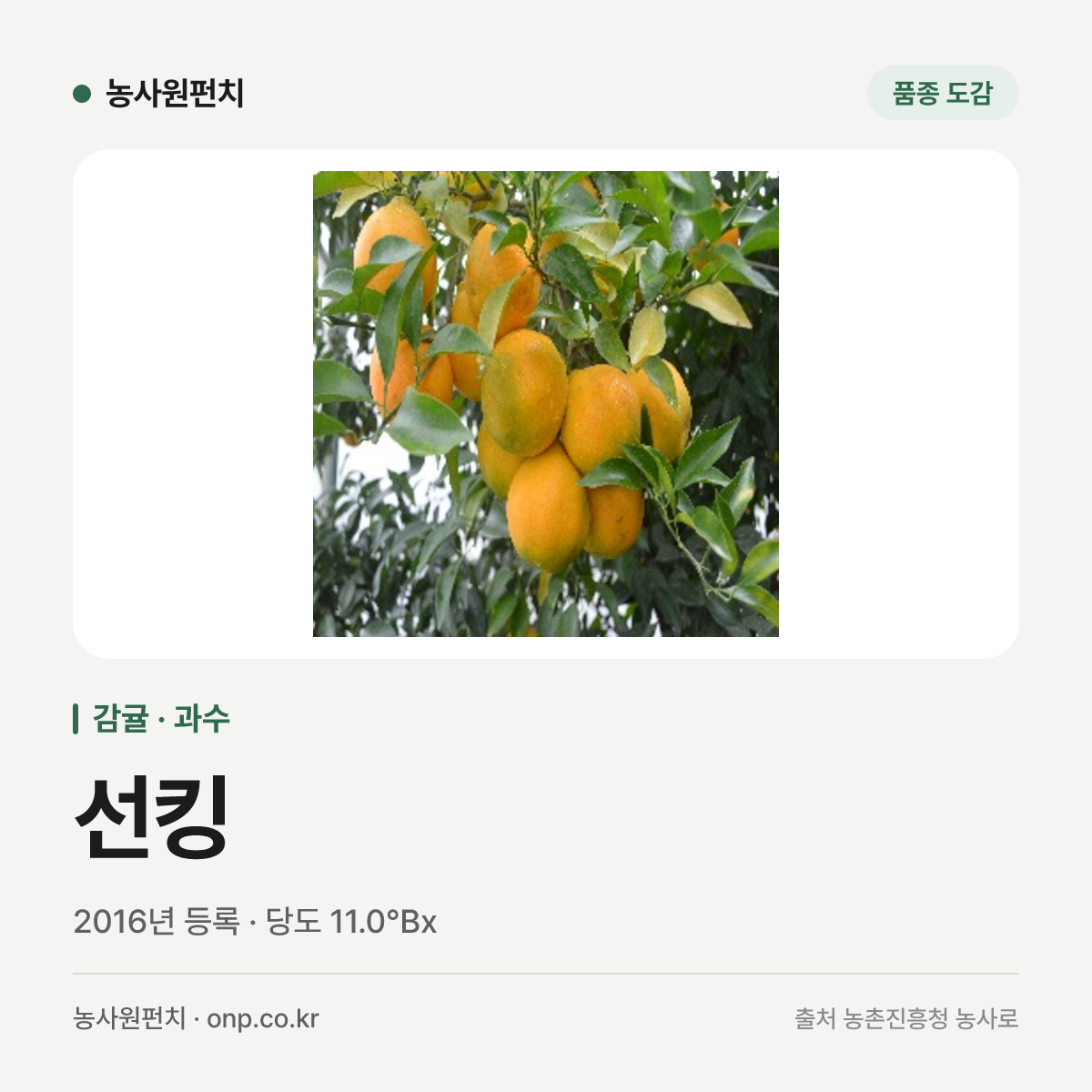 선킹