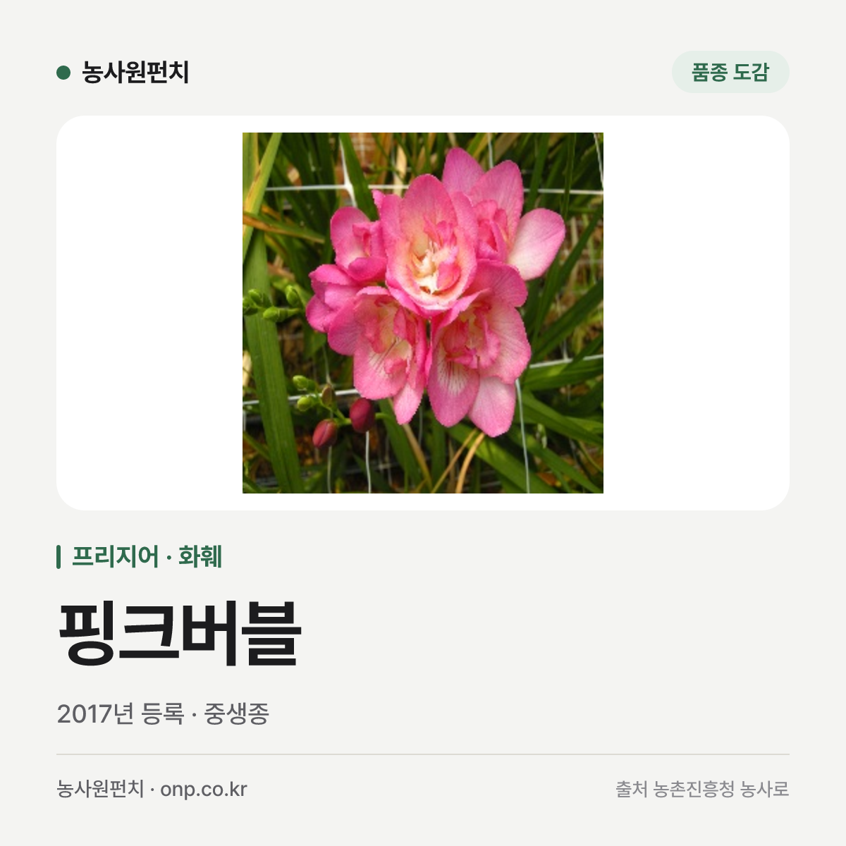 핑크버블