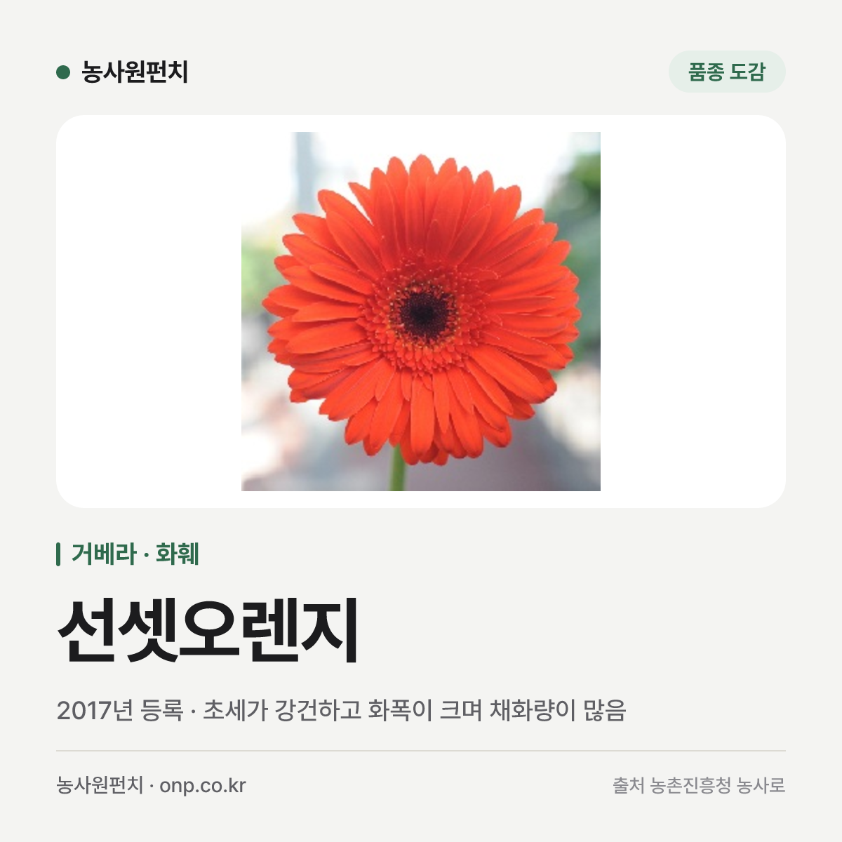 선셋오렌지
