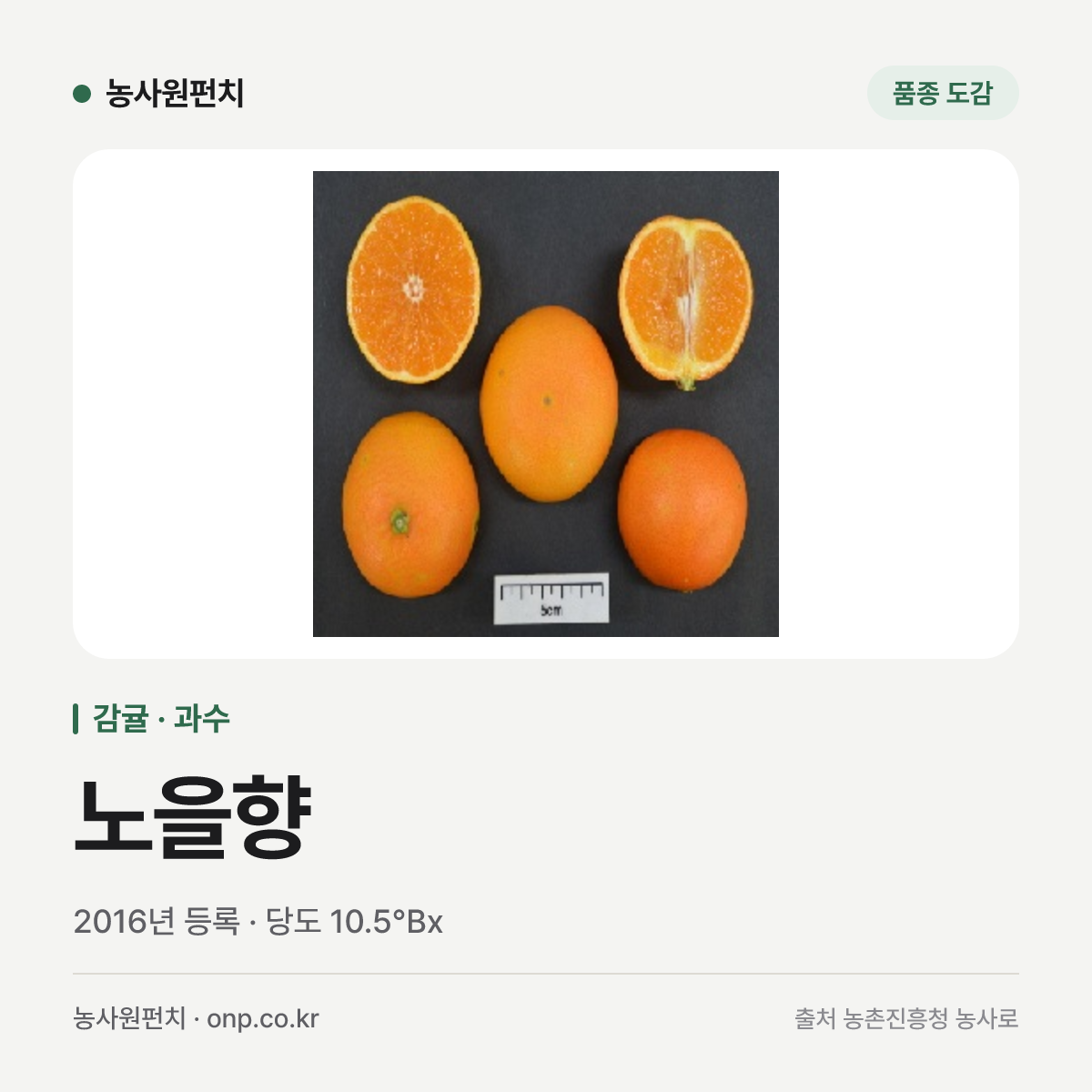 노을향