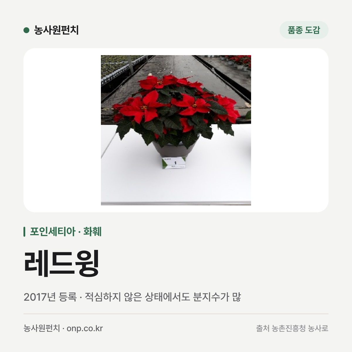 레드윙