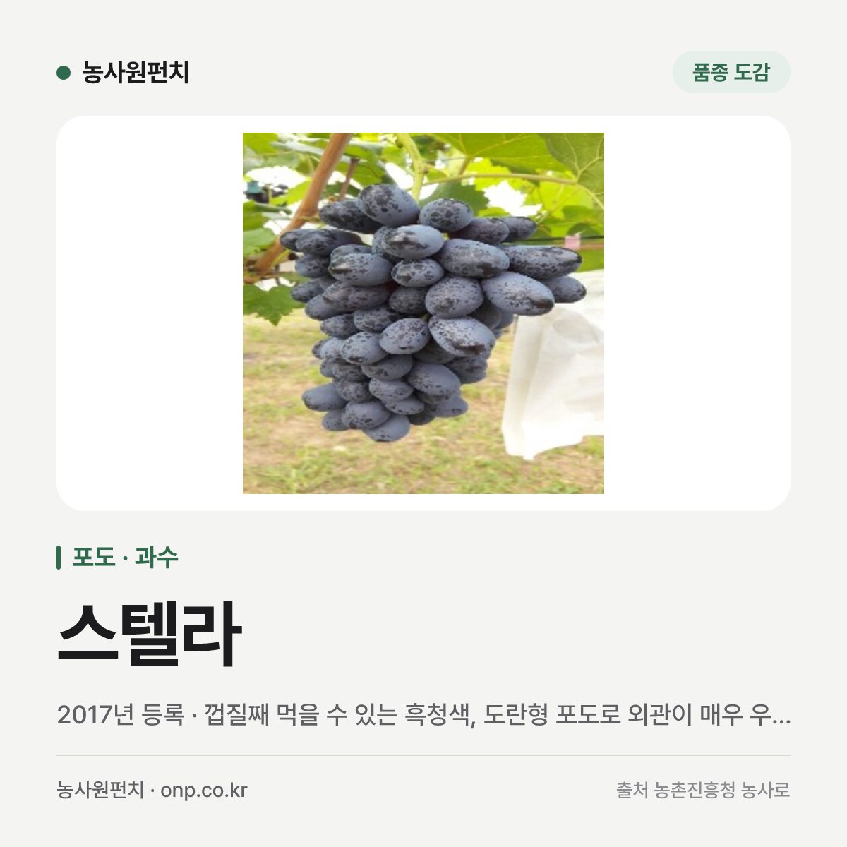 스텔라