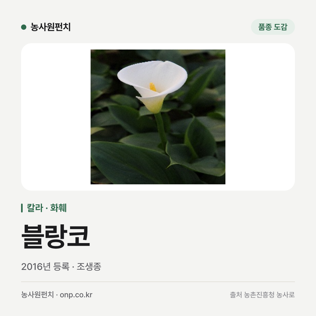 블랑코