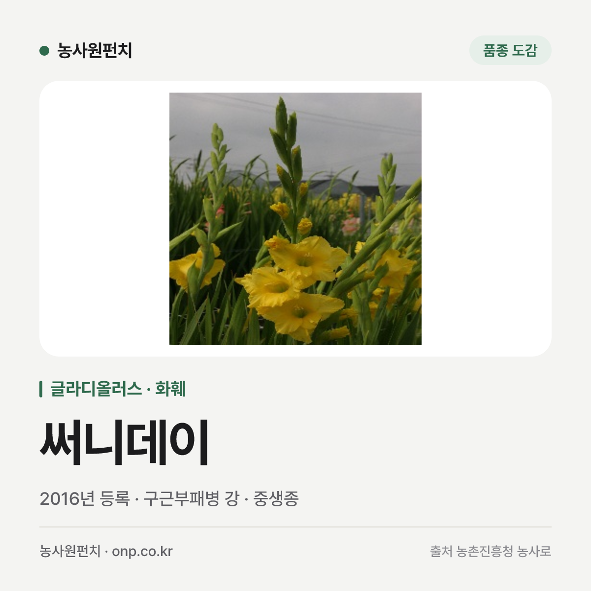 써니데이