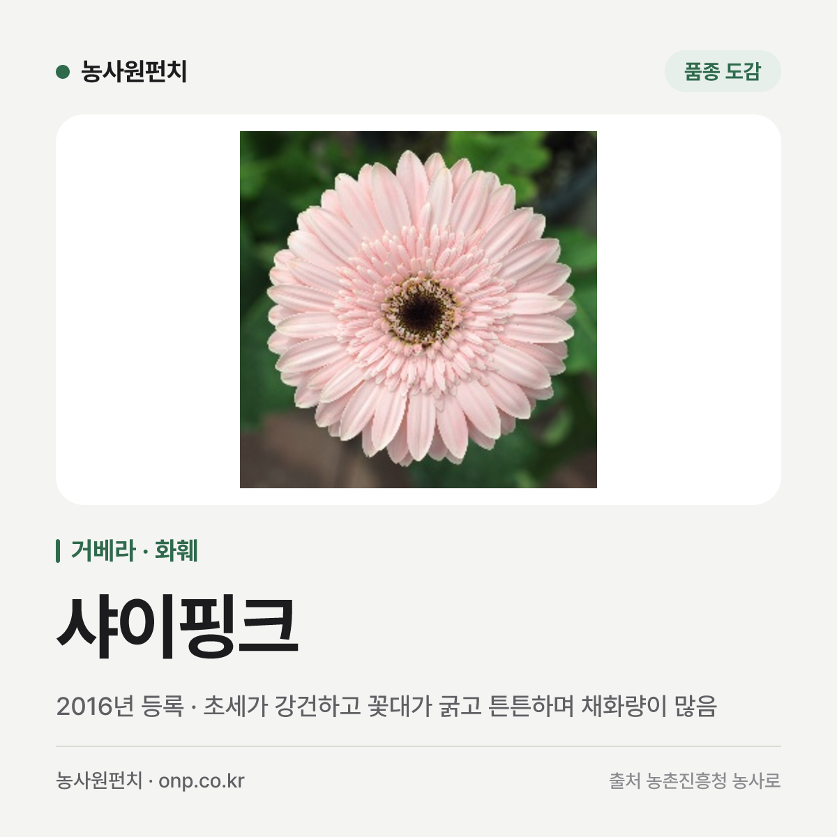 샤이핑크
