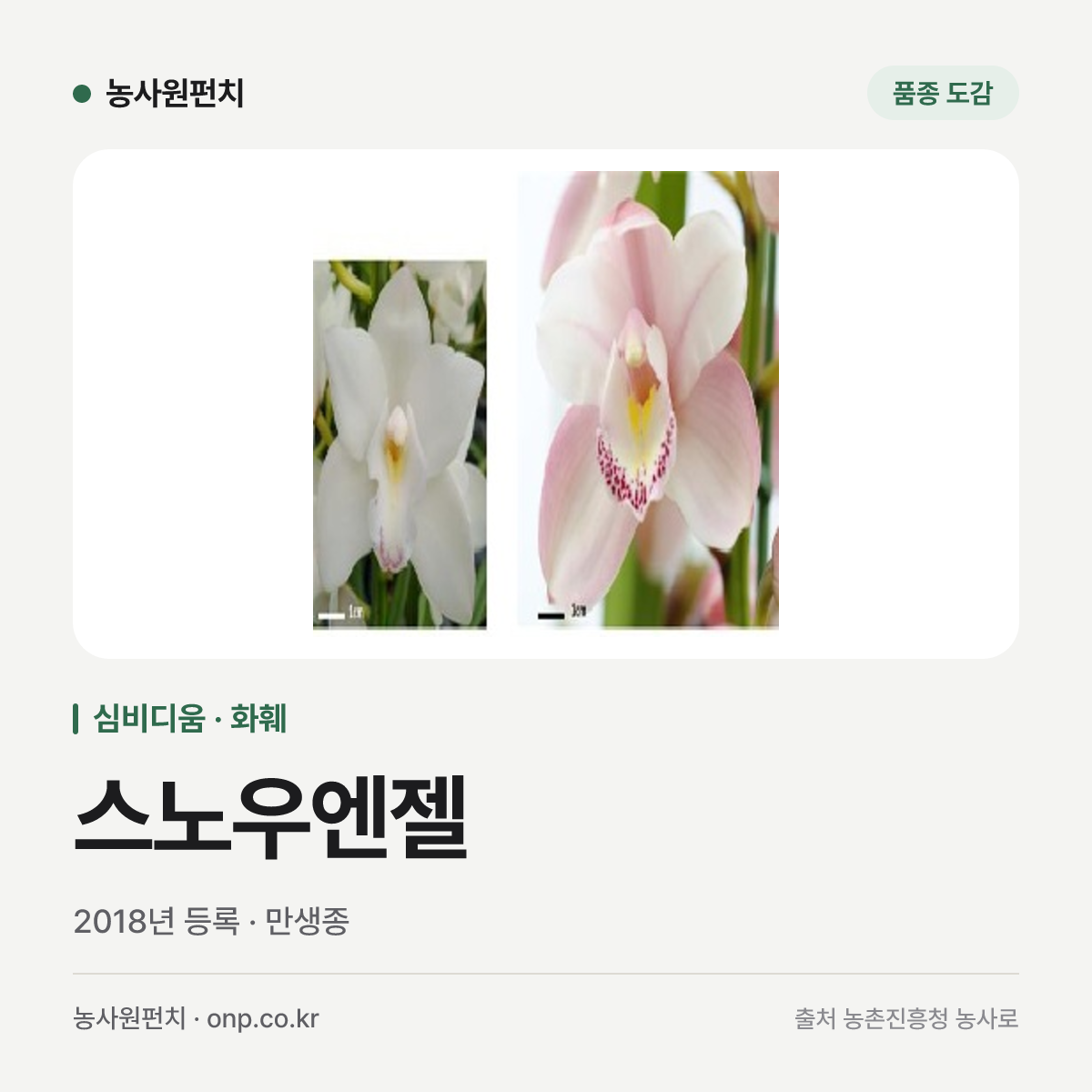 스노우엔젤